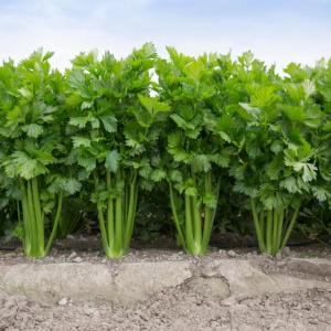KELVIN RZ F1
