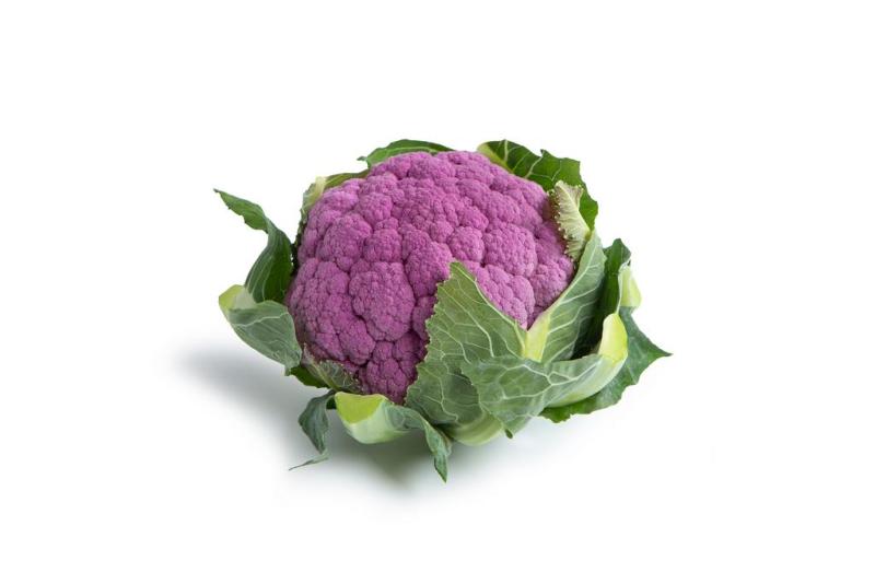 LAVENDER RZ F1