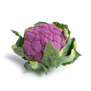 LAVENDER RZ F1