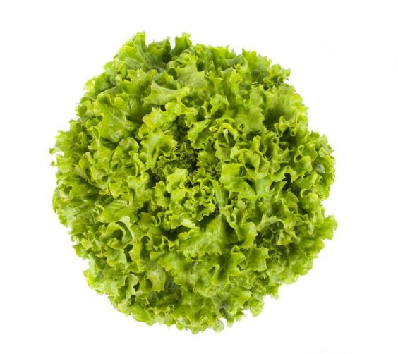 Batavia (kristalka) za plastenik, zelena, poluotvorena