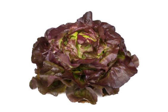 Puterica za otvoreno, crvena
