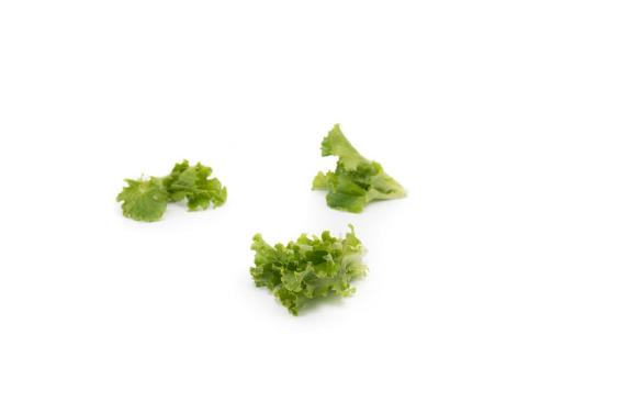 BABYLEAF SALATA (zelena)