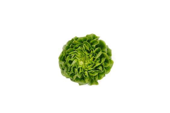 Salanova® puterica, zelena