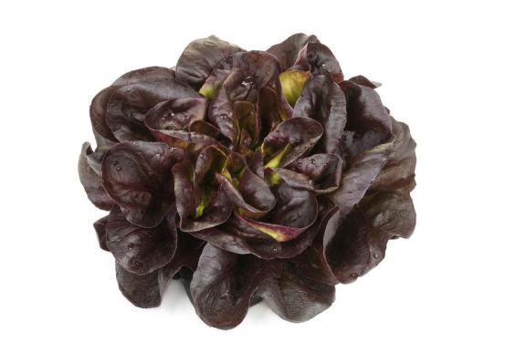 Salanova® puterica, crvena