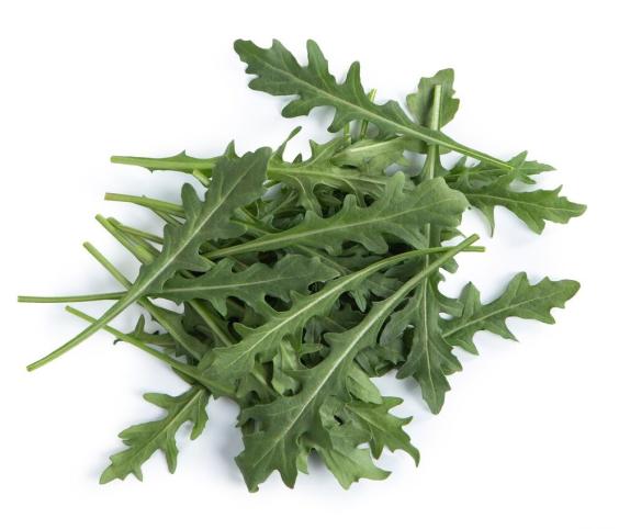 RUKOLA